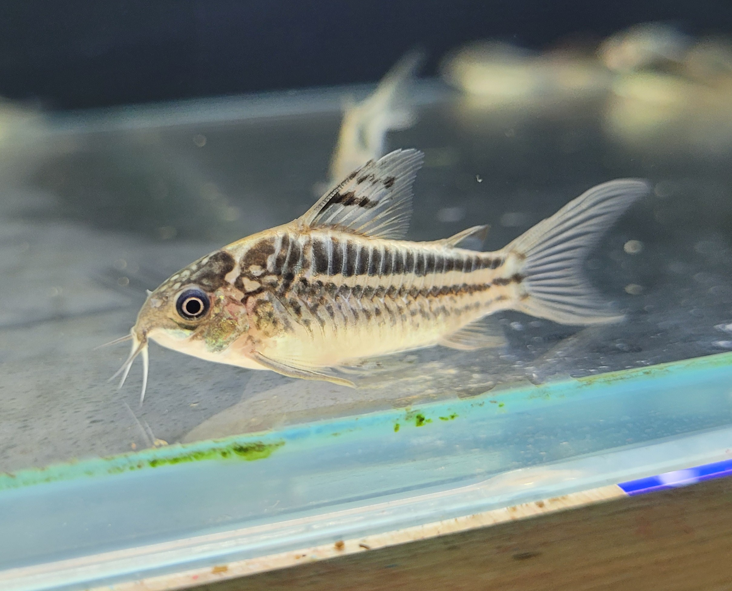 Main aquarium setup