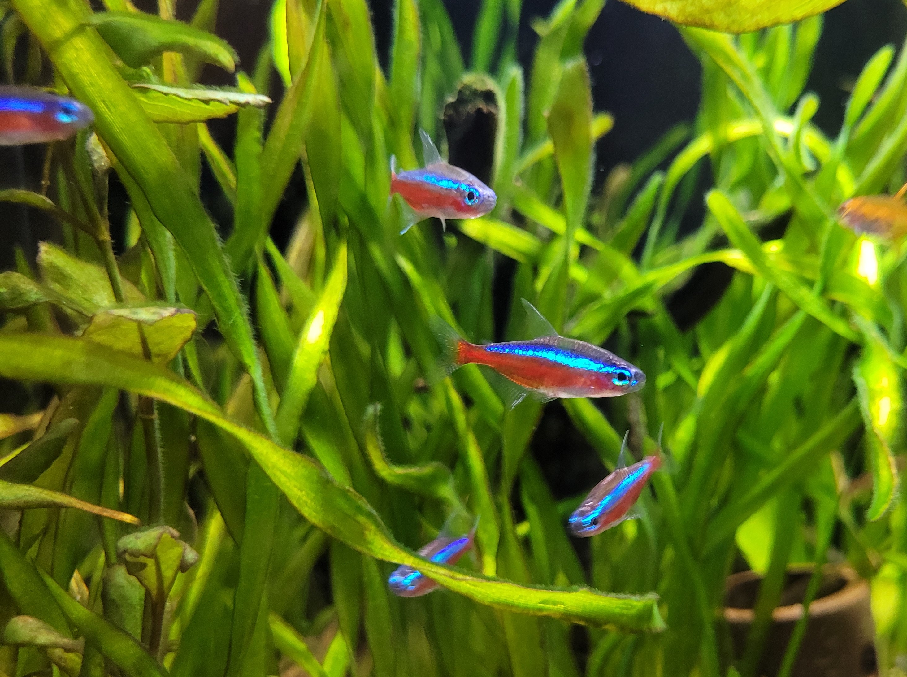 Paracheirodon axelrodi