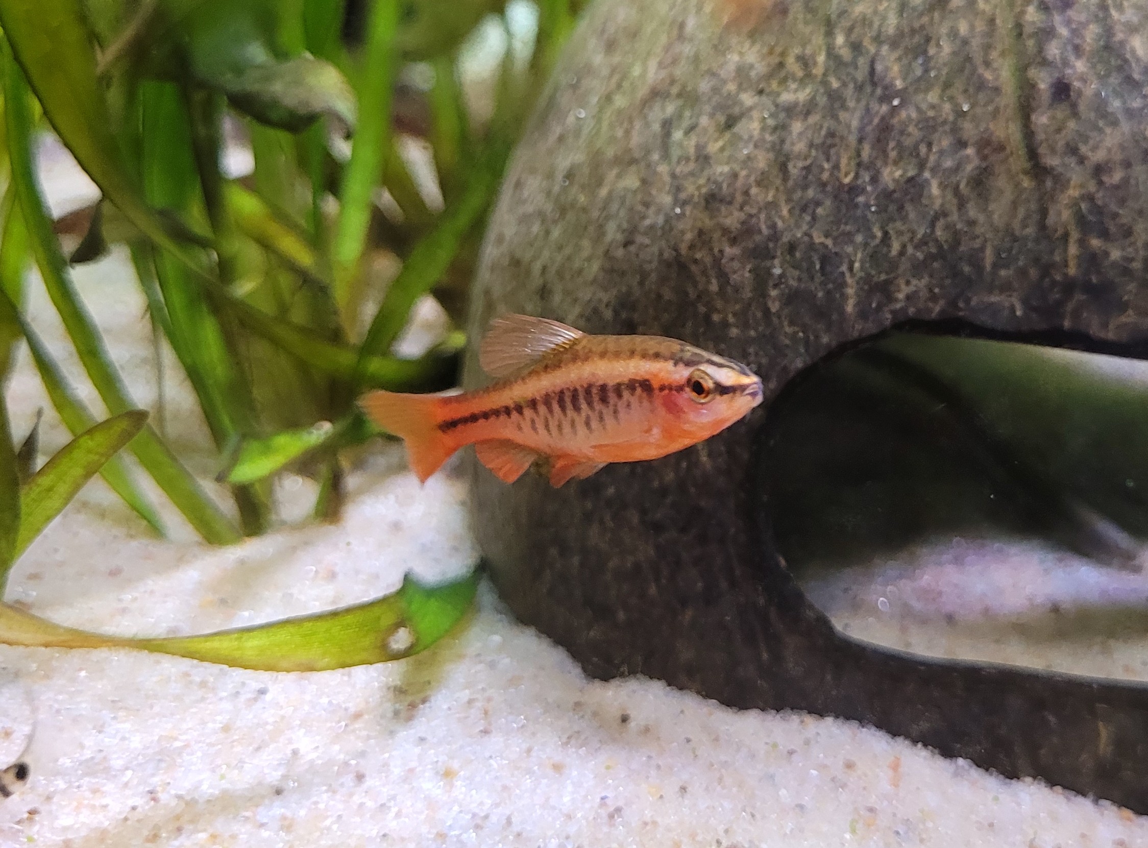 Puntius titteya