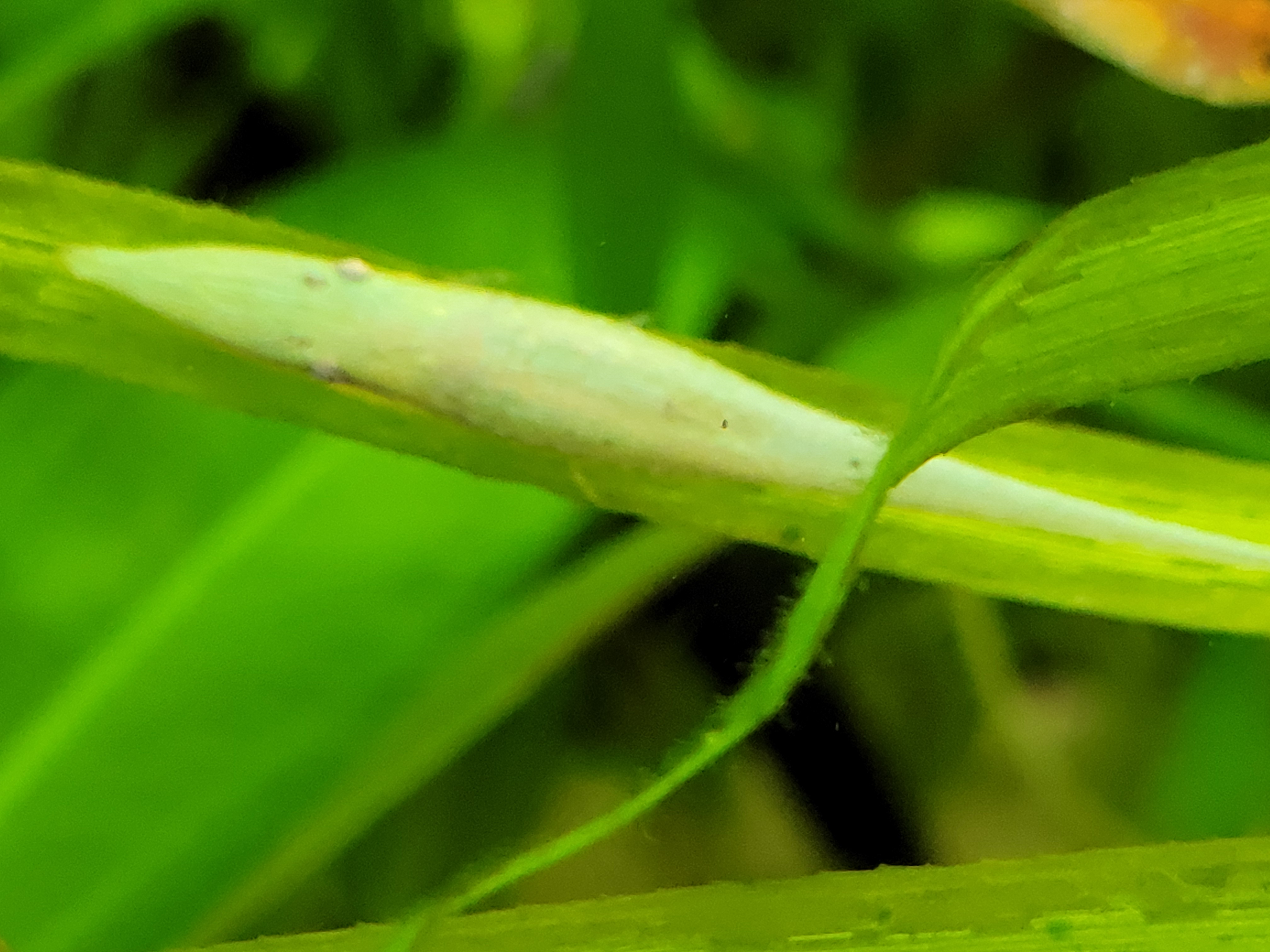Acestridium dichromum