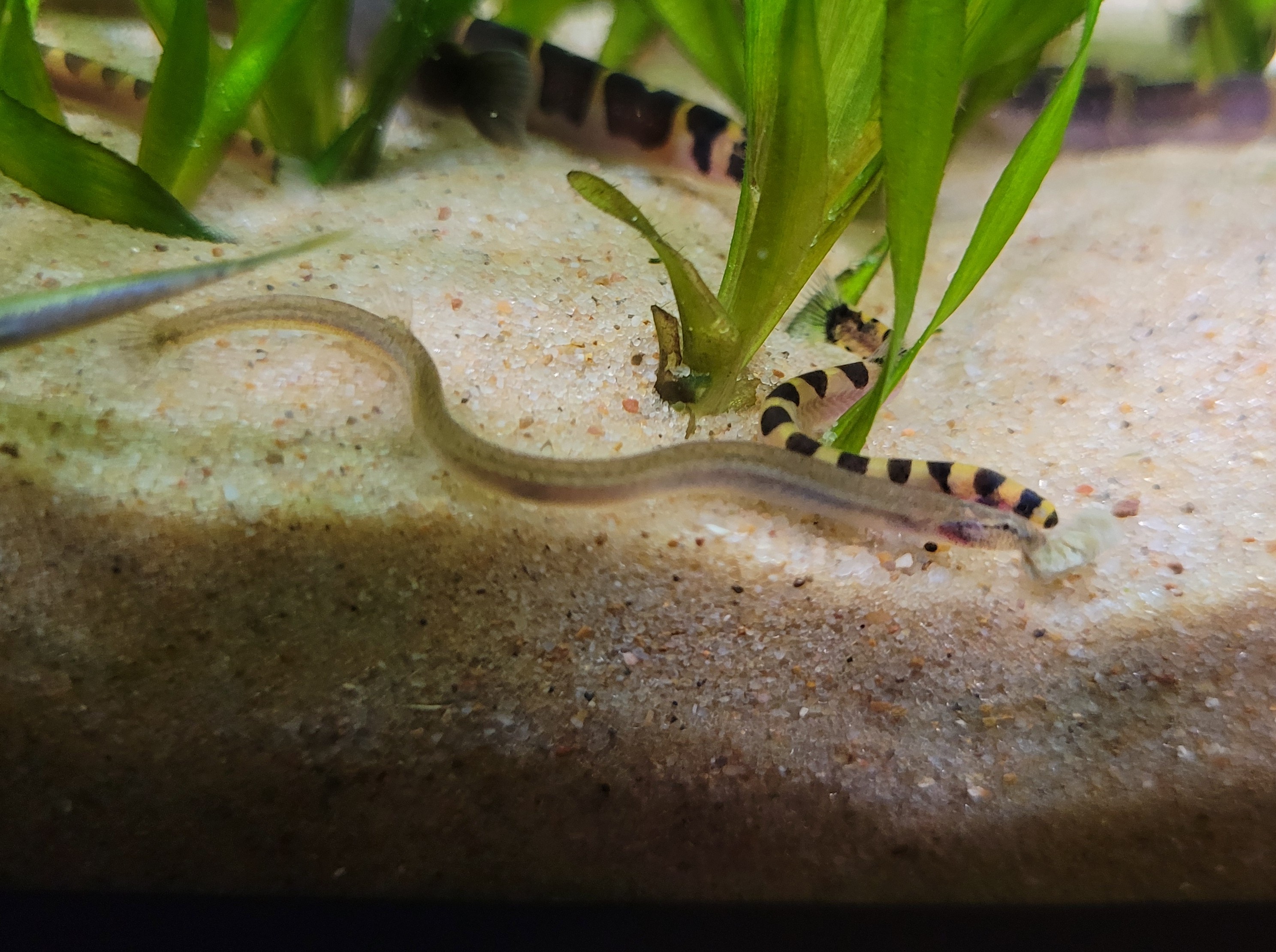 Pangio anguillaris