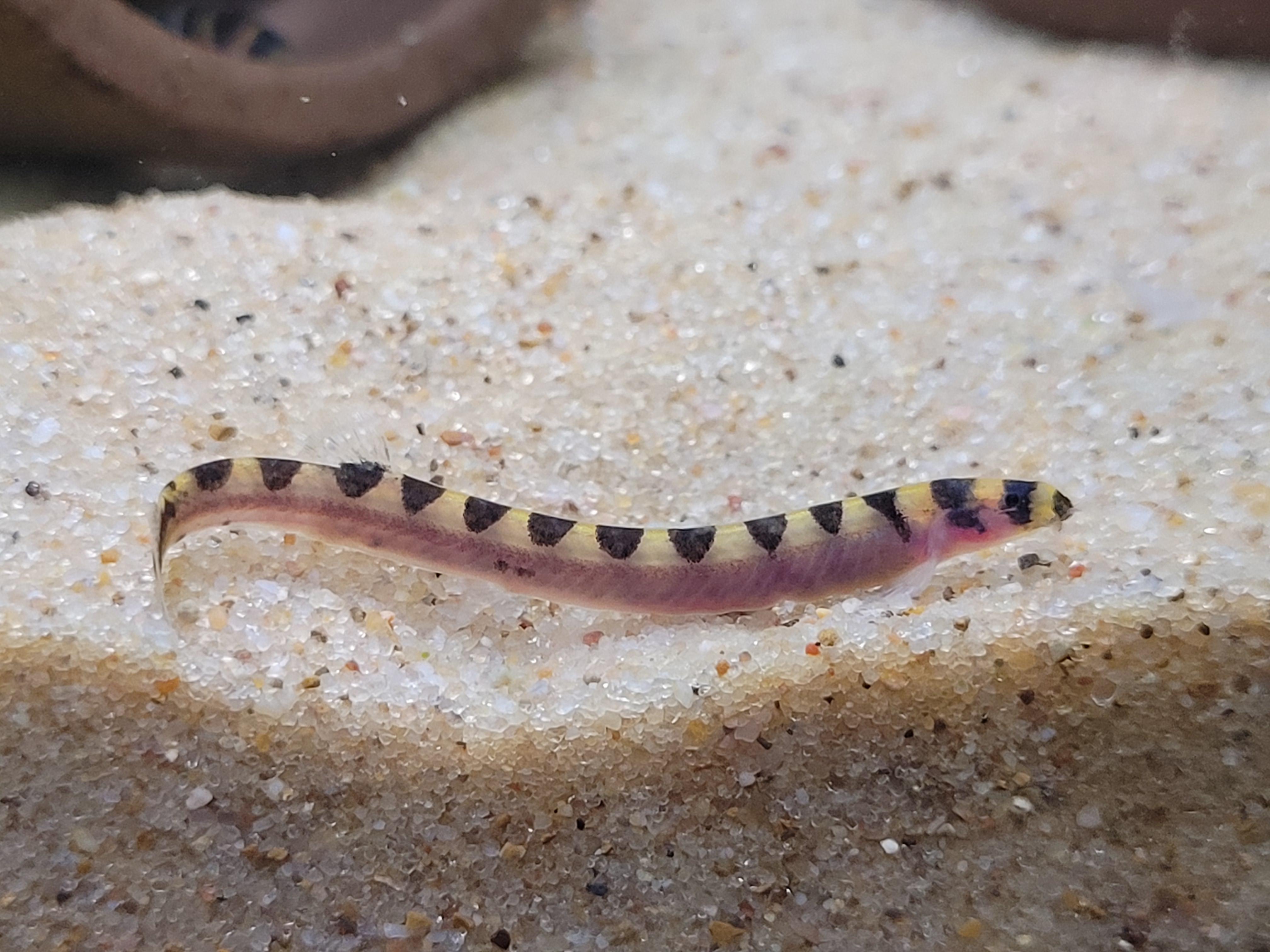 Pangio cuneovirgata