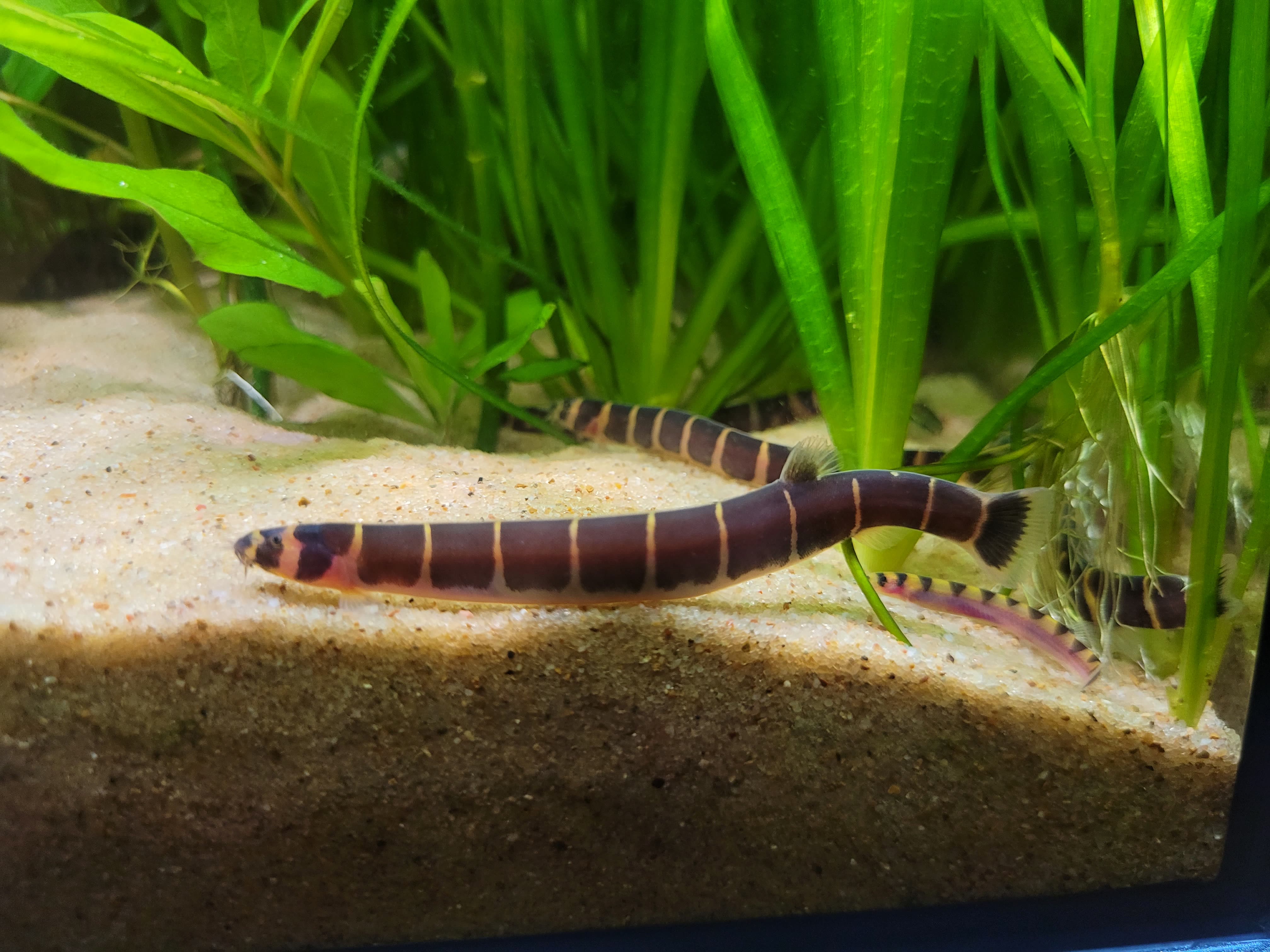 Pangio myersi
