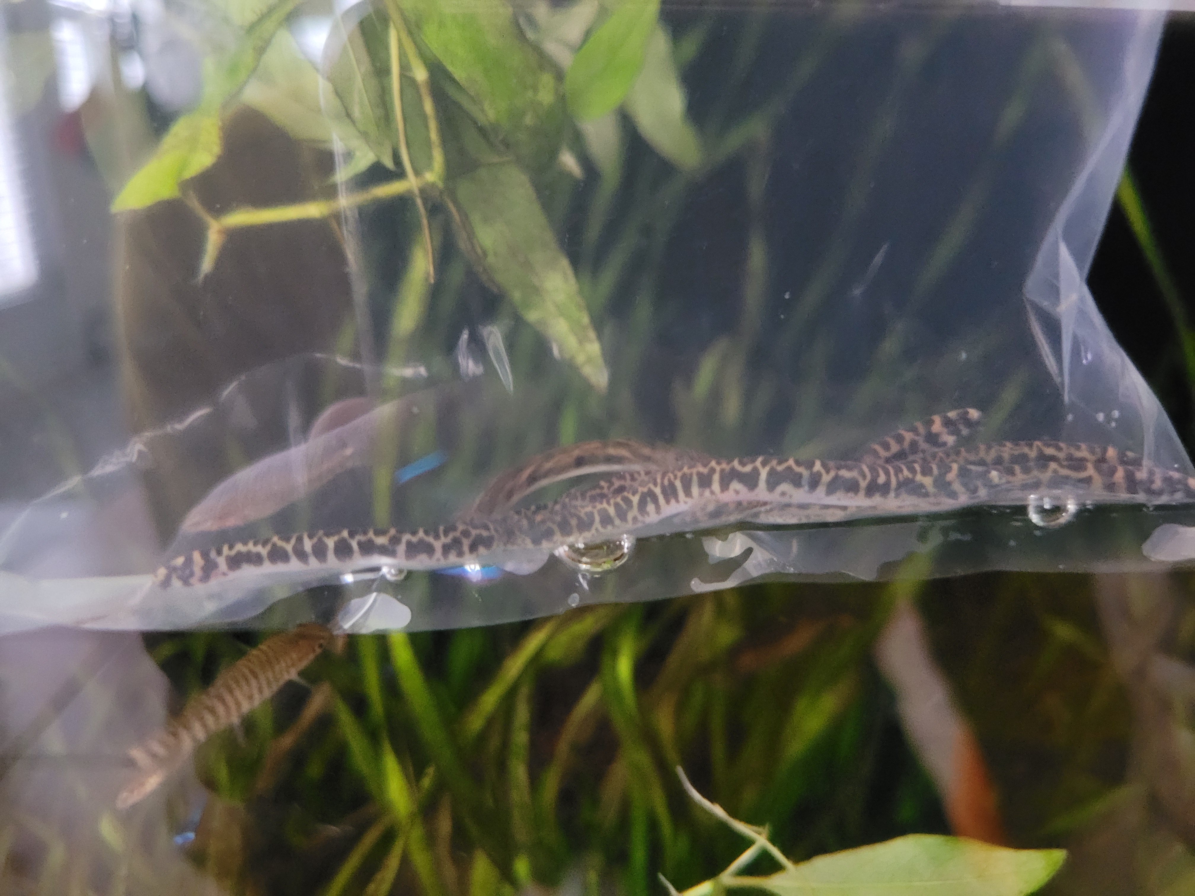 Pangio shelfordii