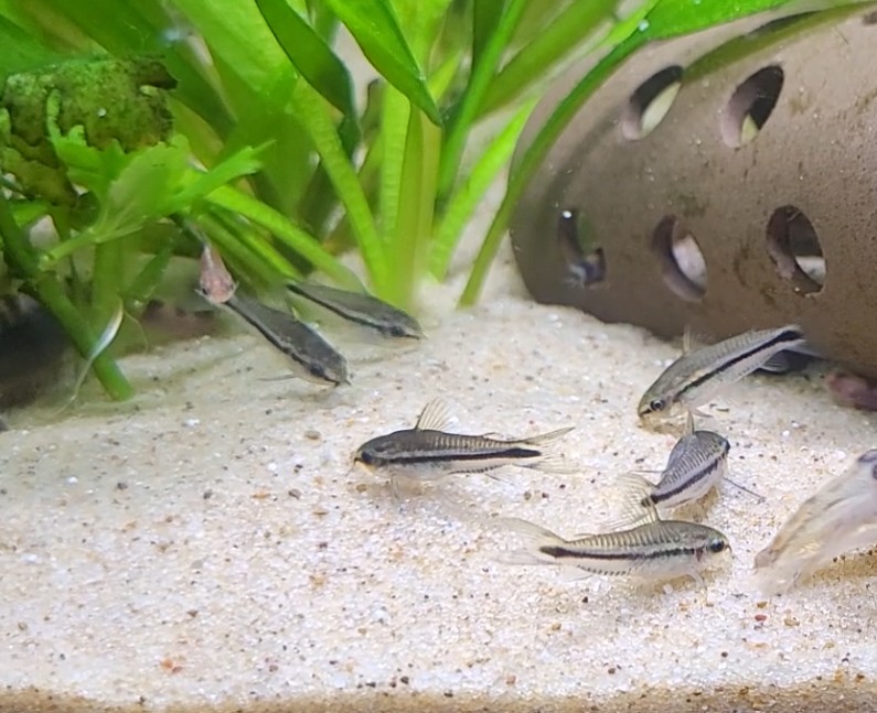 Corydoras pygmaeus
