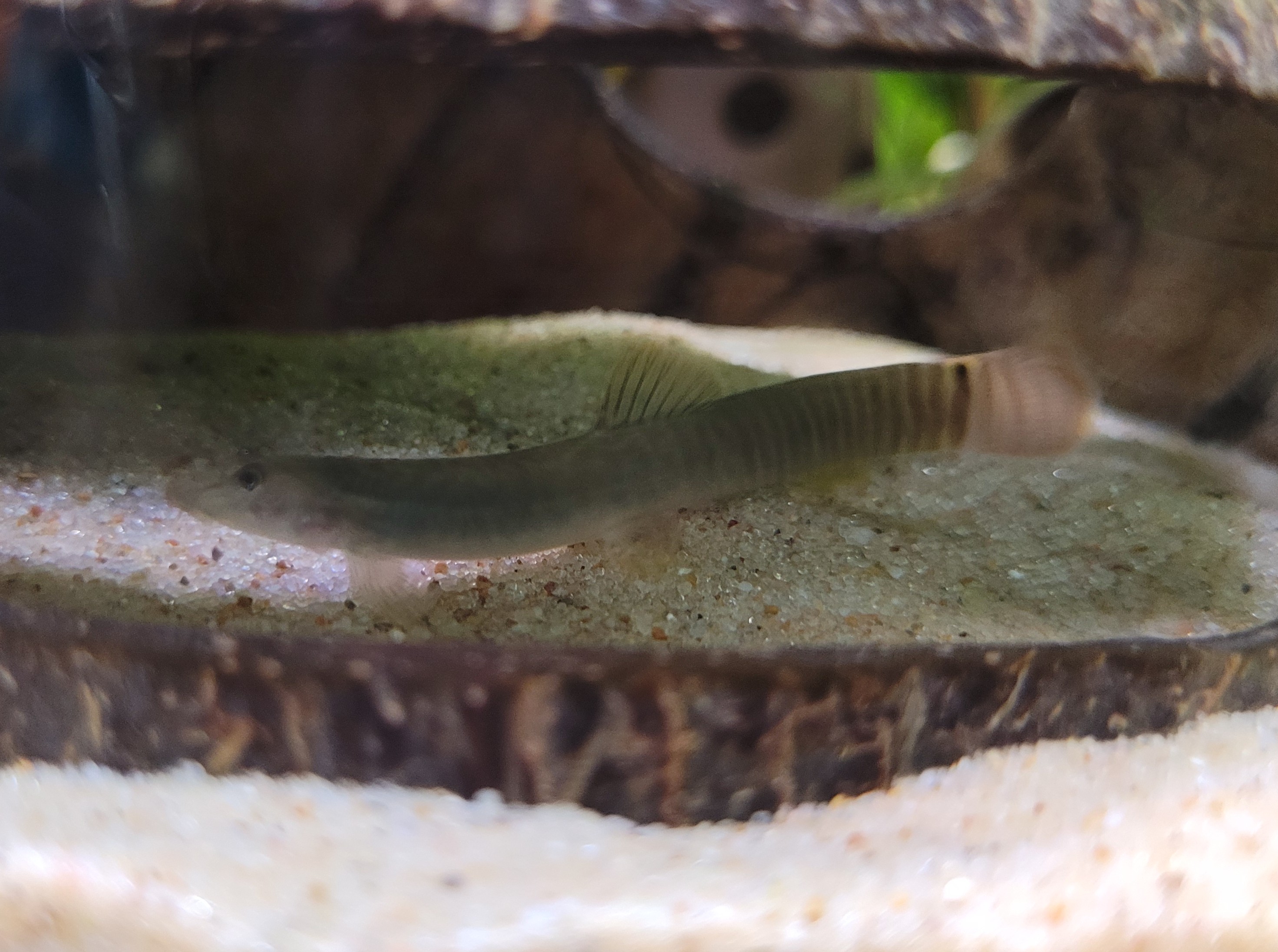 Aborichthys elongatus
