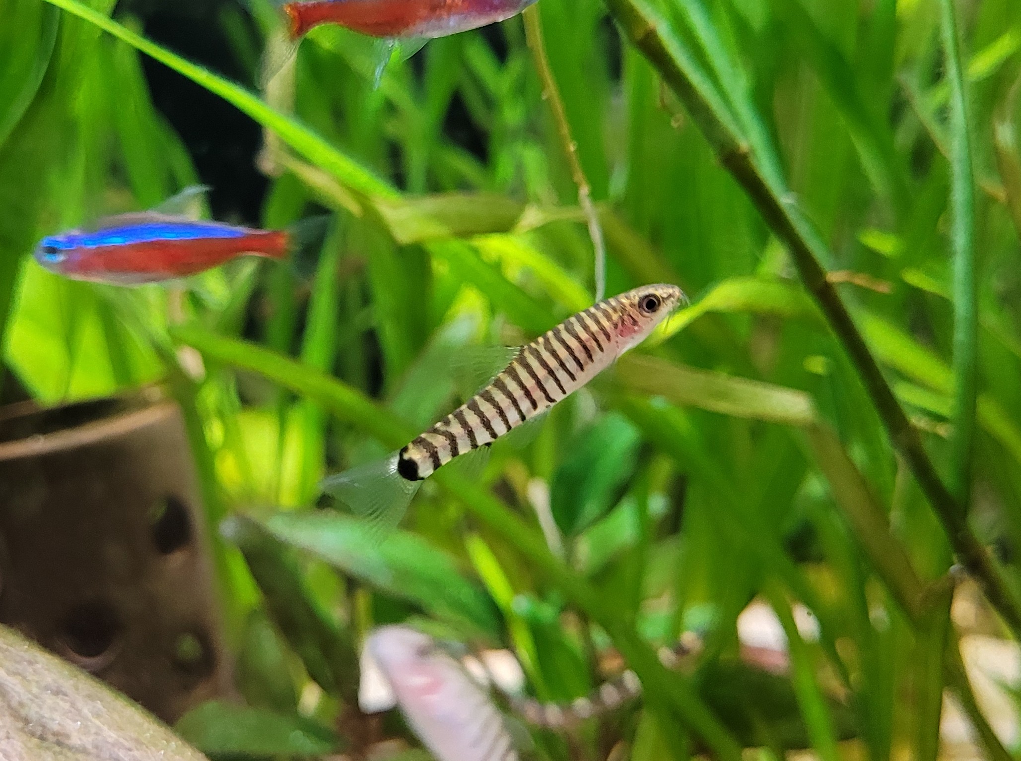 Yunnanilus cruciatus