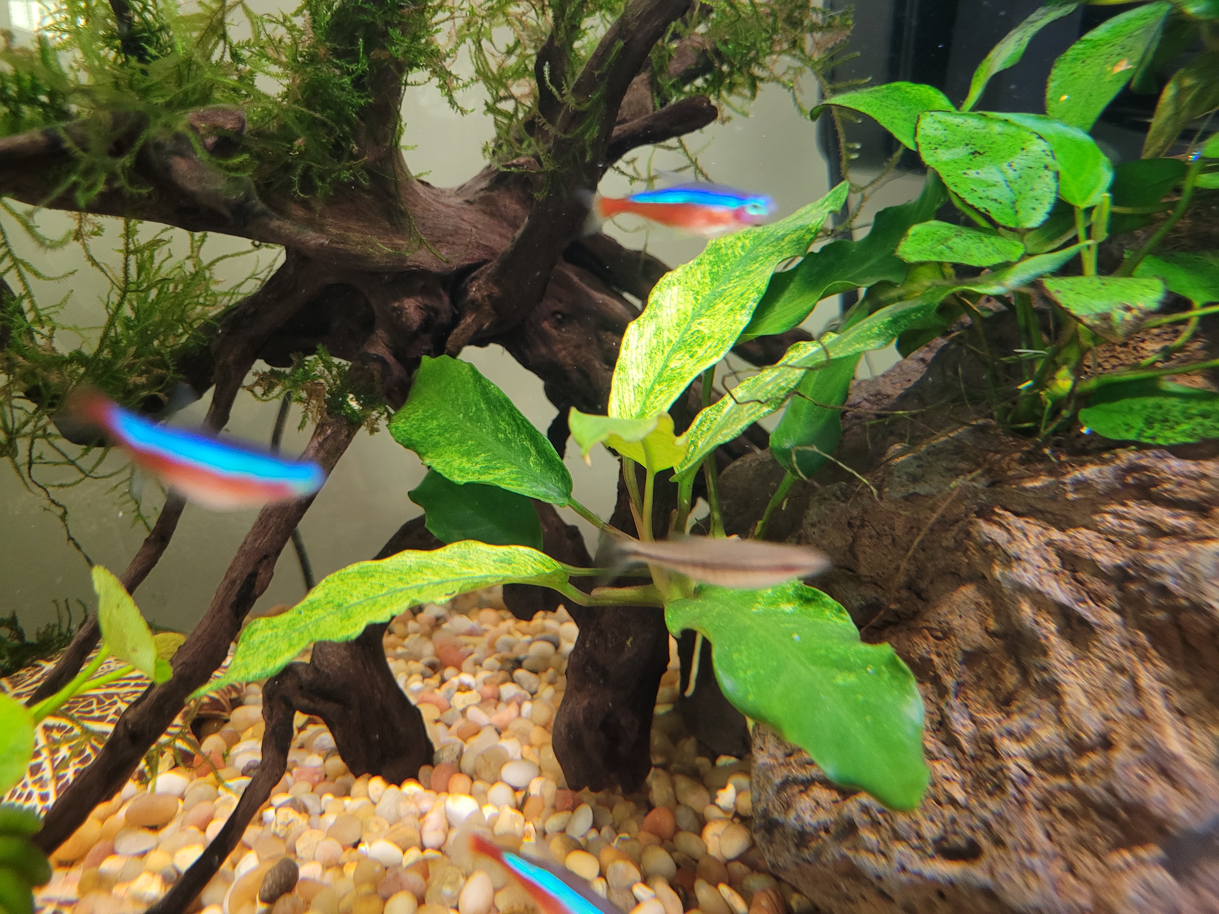 Anubias lanceolata