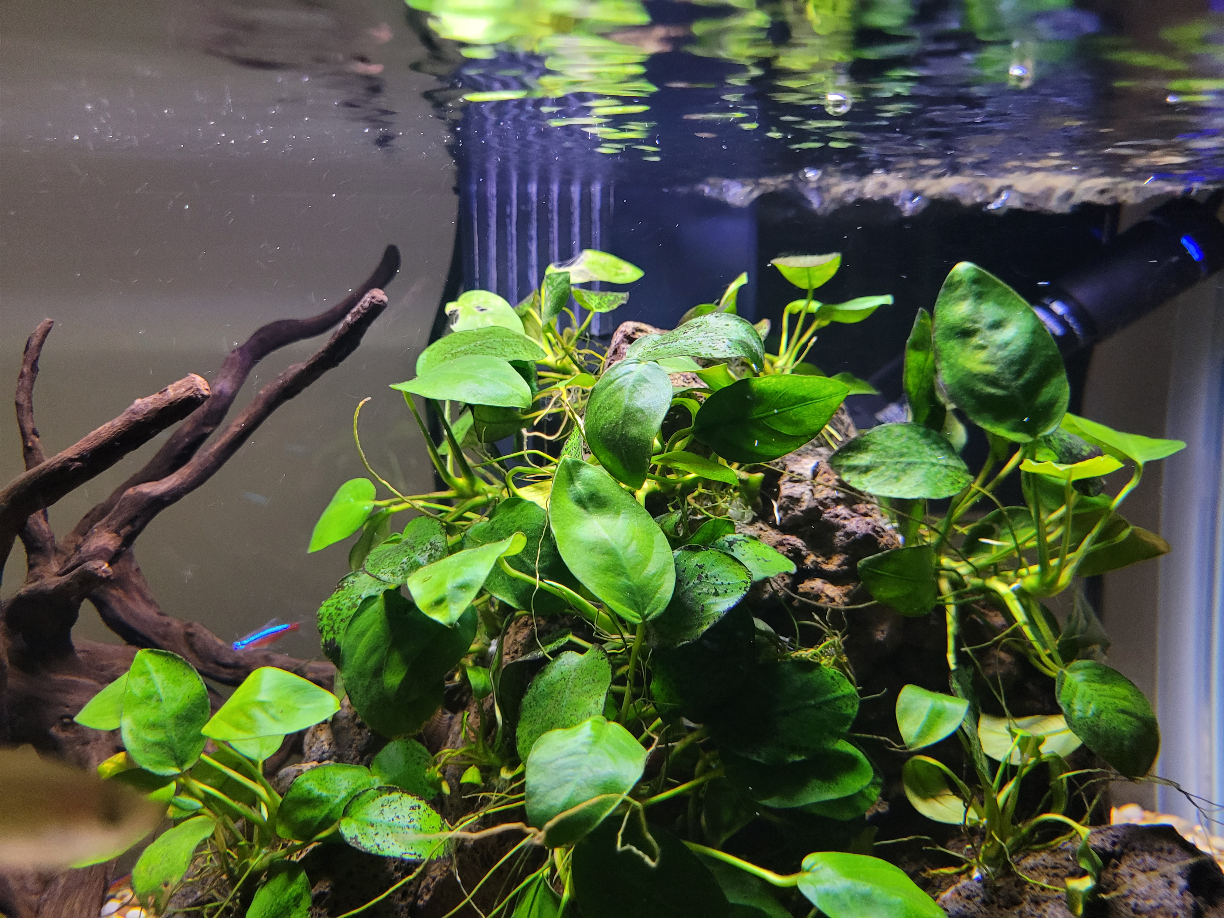 Anubias barteri var. nana
