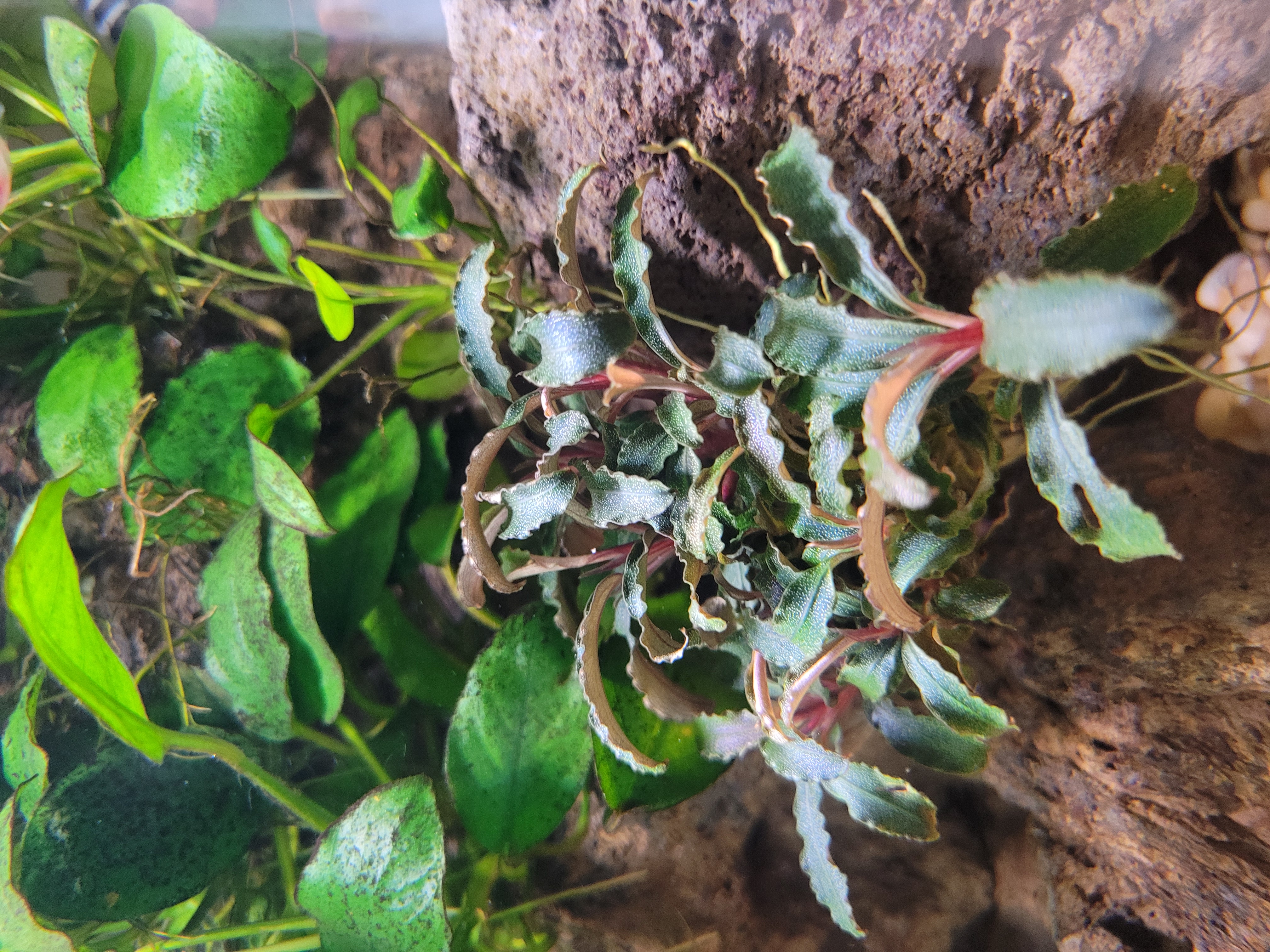 Bucephalandra sp. Kedagang
