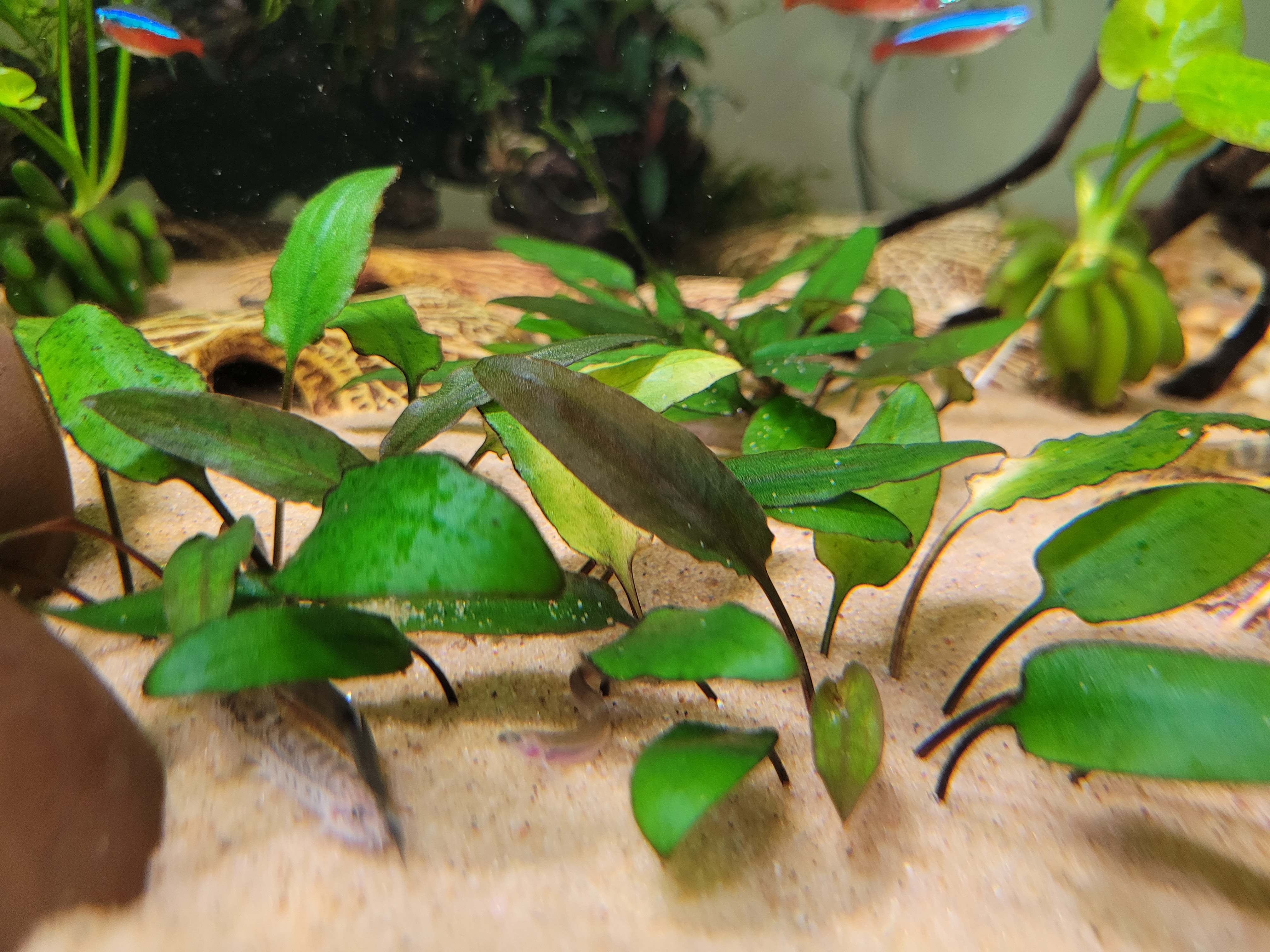 Cryptocoryne wendtii