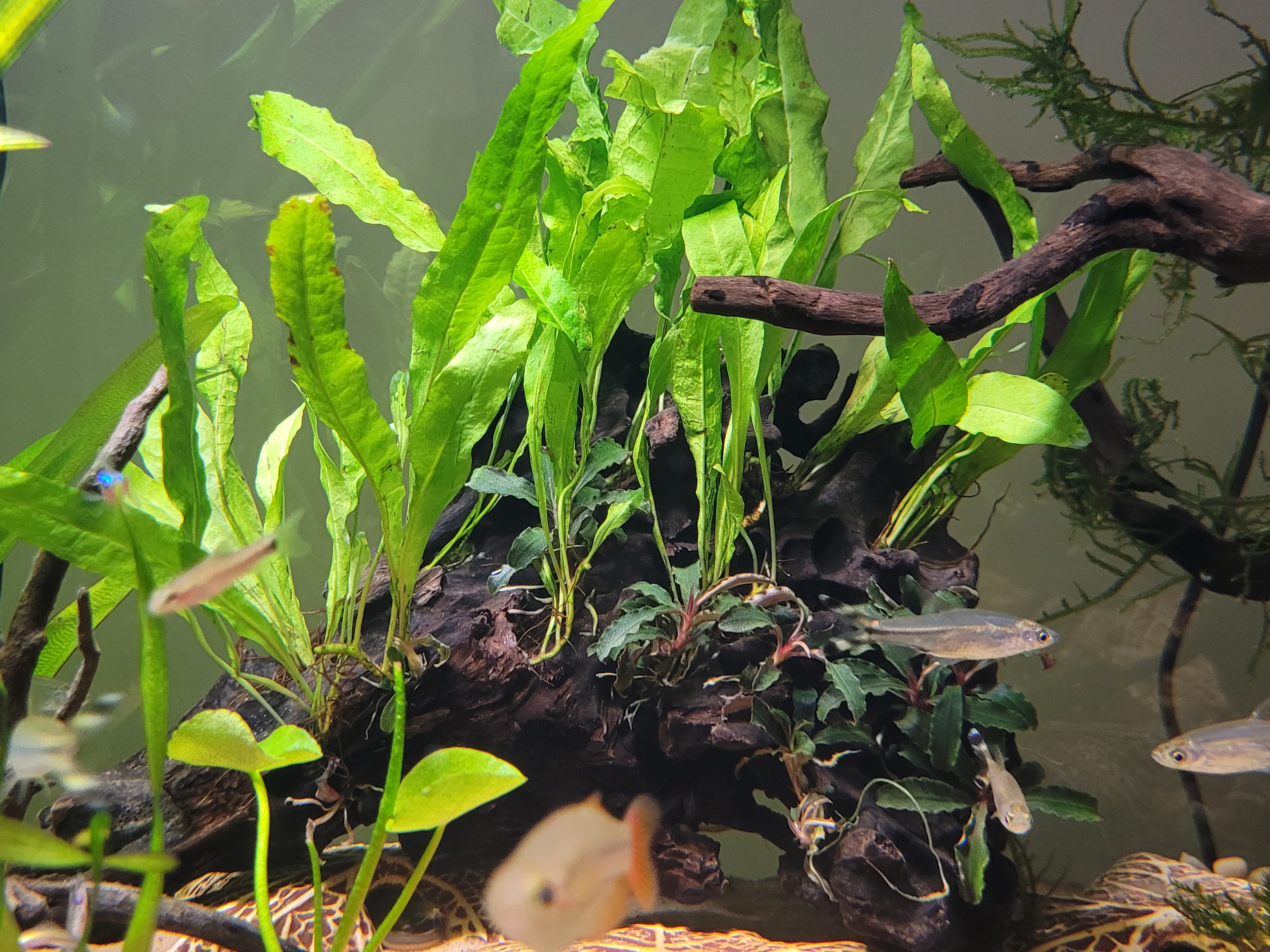 Microsorum pteropus