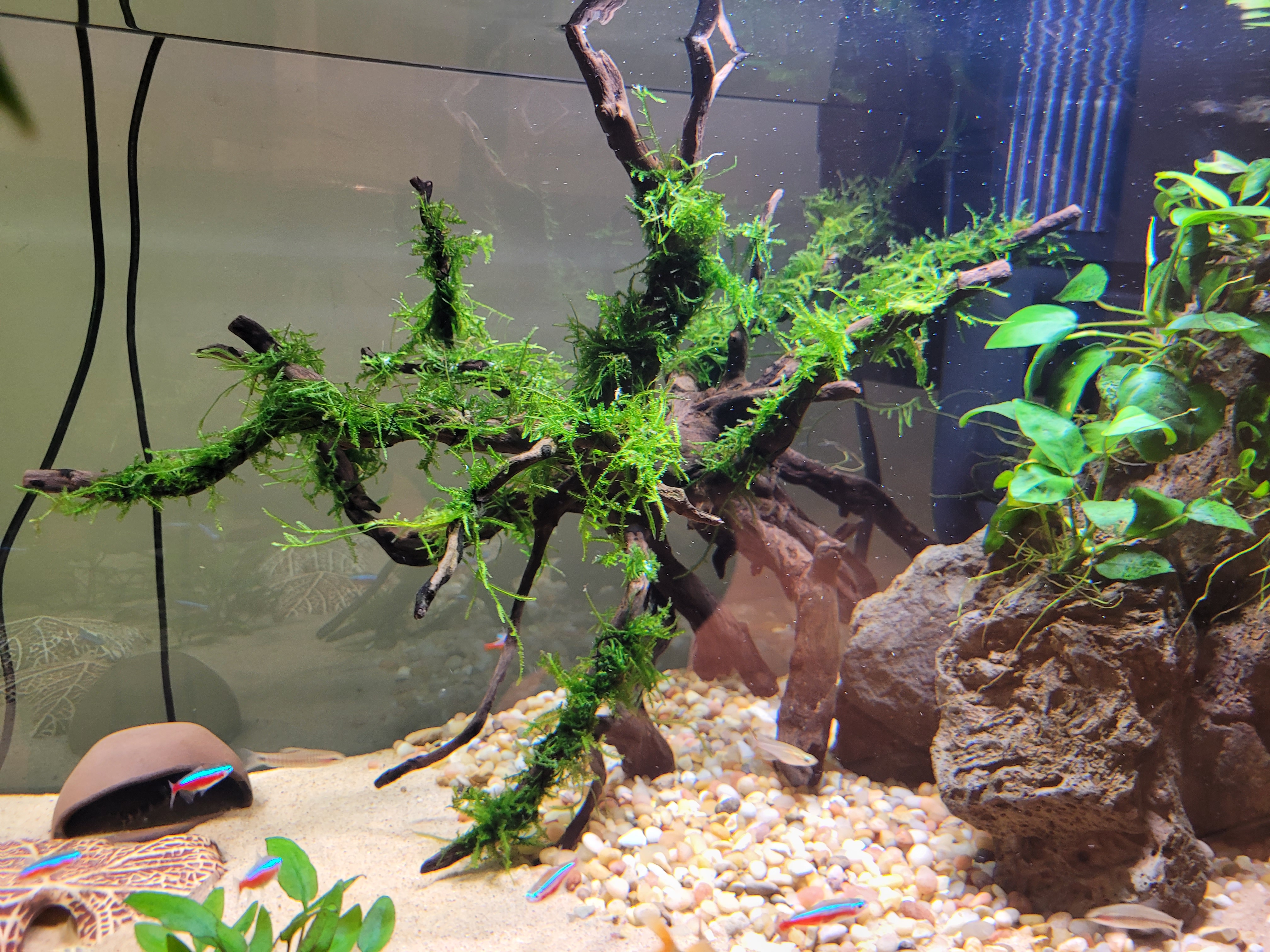 Taxiphyllum barbieri
