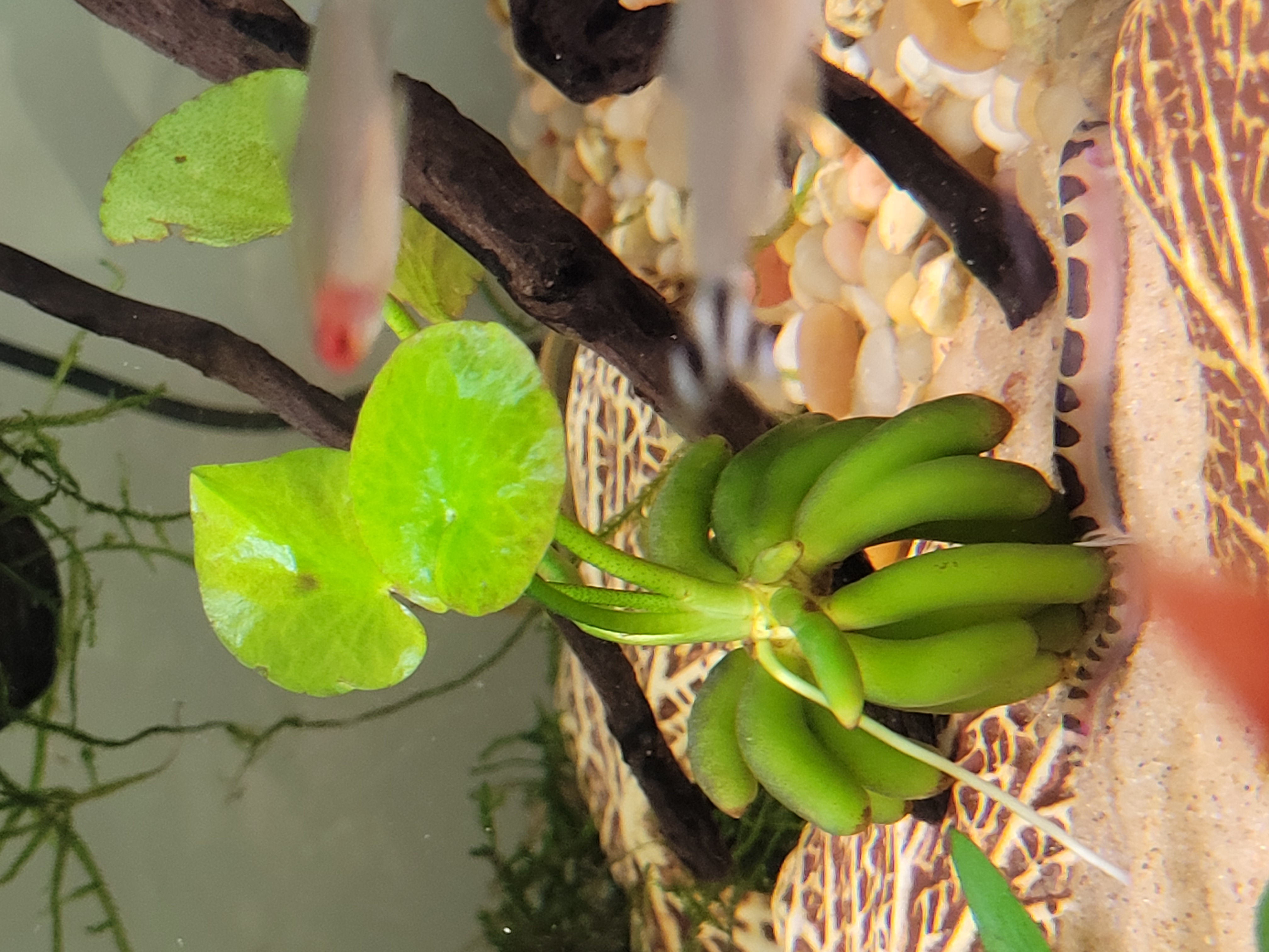 Nymphoides aquatica