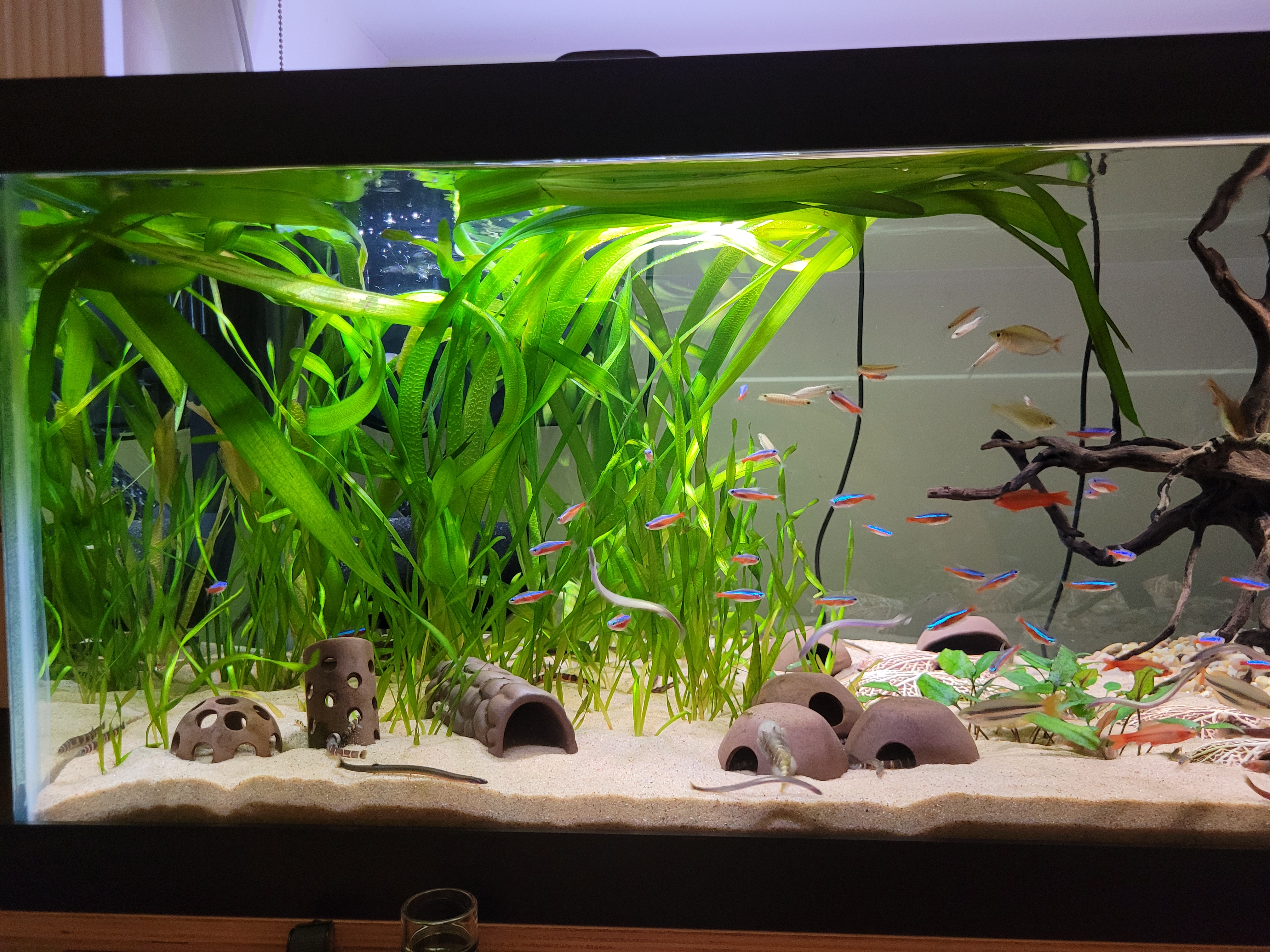 Vallisneria americana photo 1