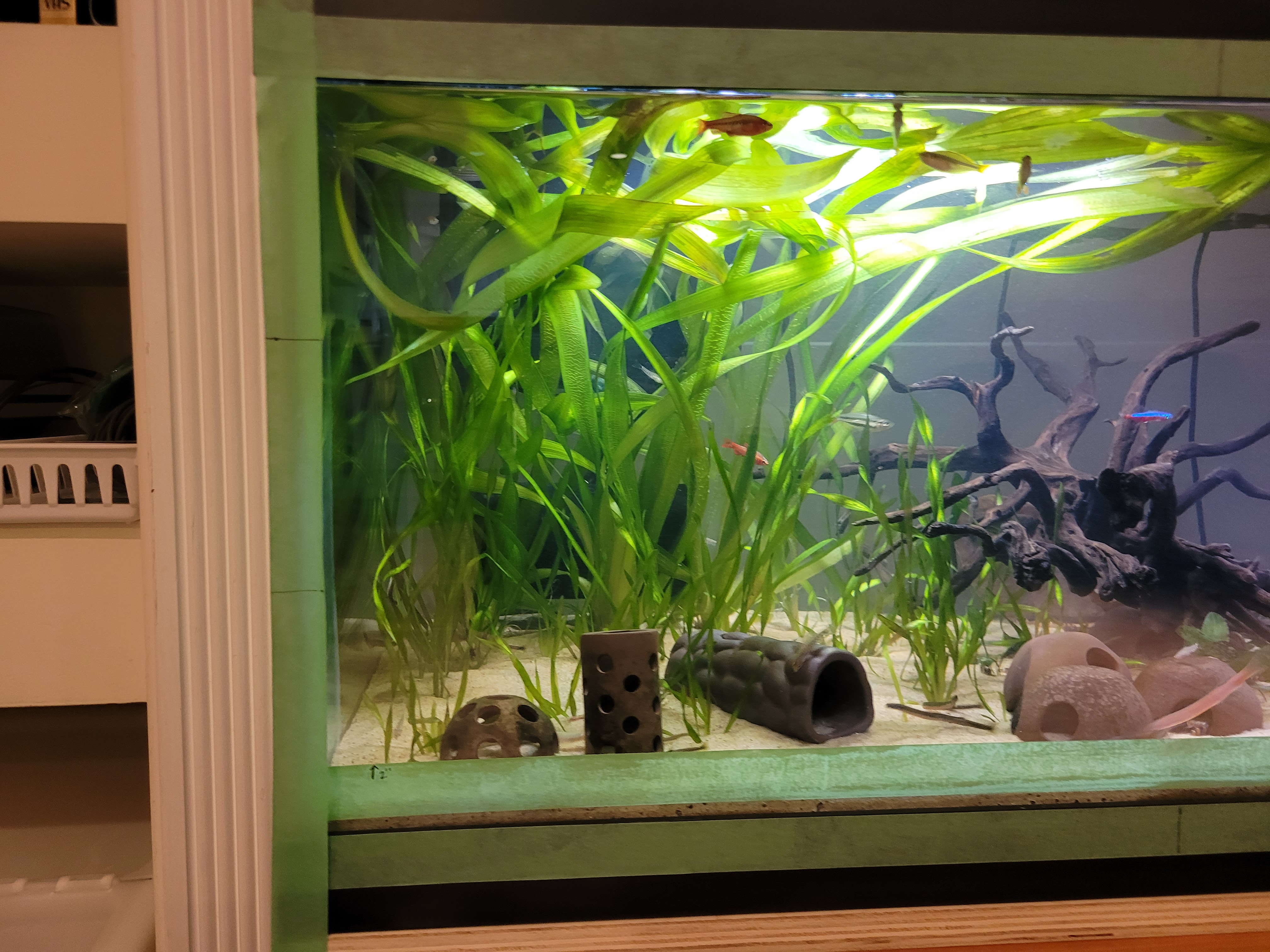 Vallisneria americana photo 2