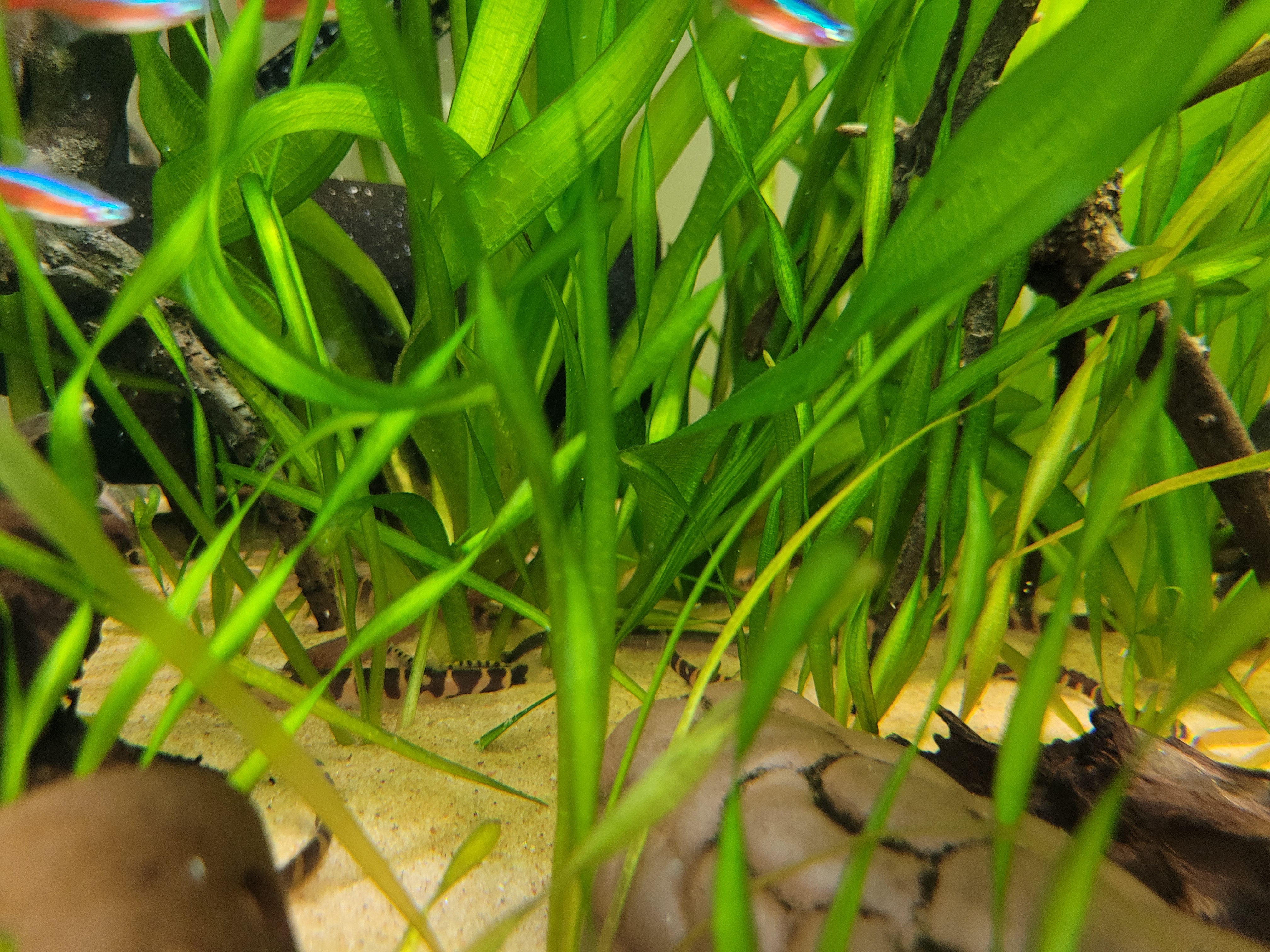 Vallisneria spiralis